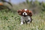 CAVALIER KING CHARLES 170